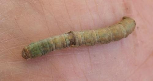 Hypomecis punctinalis